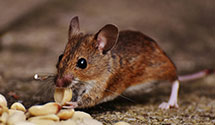 24 Hour & Emergency Exterminators in Cooperstown, ND